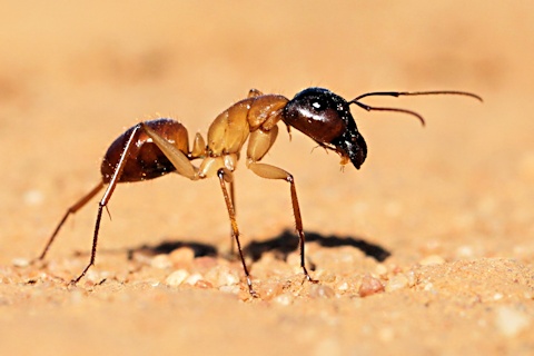 Carpenter Ant (Camponotus sp) (Camponotus sp)